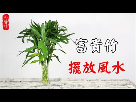 開運竹放陽台|前陽台招財植物祕訣：4盆開運竹旺事業 